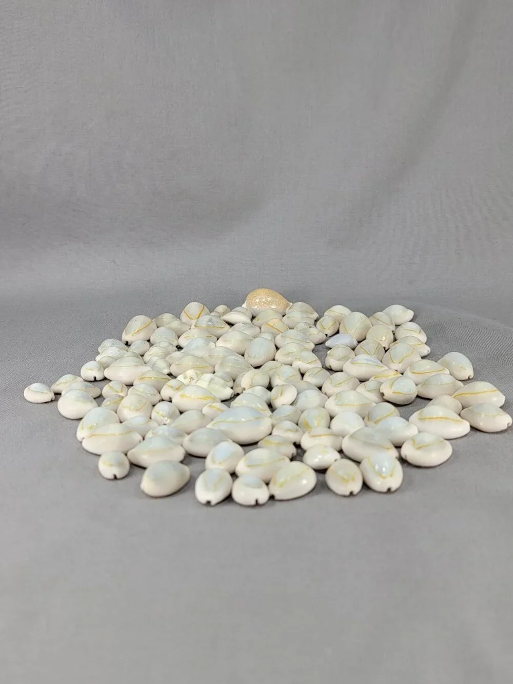 Cowrie Shell Seashell Nautical Beach Ocean Decor Crafts Lot